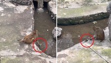 Vídeo chocante: macacos espancam e tentam afogar rato que comeu a comida deles 
