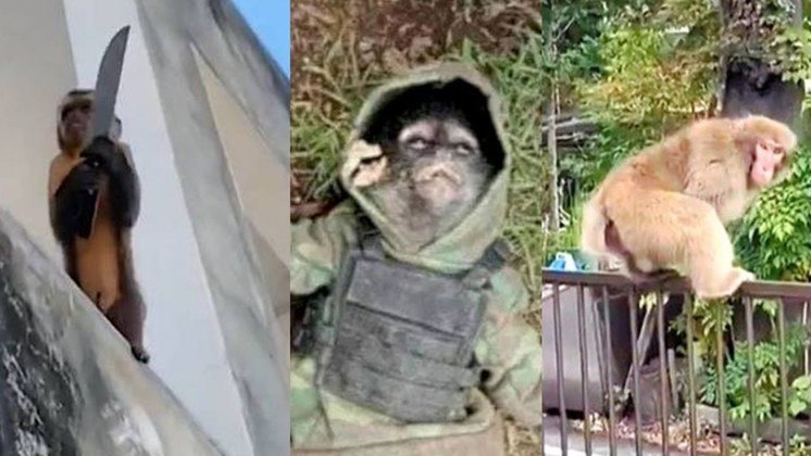 N&atilde;o &eacute; de hoje que os macacos est&atilde;o fora de controle. Na semana passada, o macaco flagrado amolando uma faca e praticando furtos no interior do Piau&iacute; foi apenas um lembrete de que esses animais s&atilde;o capazes de tudo &mdash; inclusive de cometer crimes.&nbsp;Relembre algumas hist&oacute;rias de macacos que praticaram sequestros, canibalismo, roubos e at&eacute; guerras!