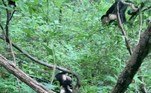 No entanto, segundos depois, o macho alfa do grupo e duas valentes fêmeas começaram a descer o sarrafo na jiboia desavisadaVale o clique: Cabeça de martelo! Verme gigante é confundido com cobra mutante