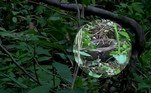 O contra-ataque de primatas foi flagrado em 2019 por um grupo de antropólogos que caminhava por selva em Guanacaste, na Costa Rica
