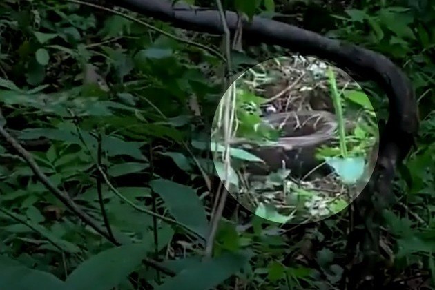 O contra-ataque de primatas foi flagrado em 2019 por um grupo de antropólogos que caminhava por selva em Guanacaste, na Costa Rica