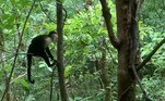 Membros mais jovens do grupo se divertiam entre as árvores quando cruzaram com a serpente de aproximadamente 2,5 m de comprimento (LEIA A HISTÓRIA COMPLETA)