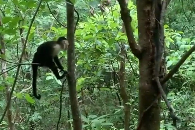 Membros mais jovens do grupo se divertiam entre as árvores quando cruzaram com a serpente de aproximadamente 2,5 m de comprimento (LEIA A HISTÓRIA COMPLETA)