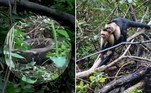 GANGUE DE MACACOS SURRA COBRA GIGANTENão são apenas humanos que estão em perigo com os macacos criminosos. Eles também protegem integrantes do próprio bando. Um grupo deles desceu o sarrafo em uma jiboia para salvar um membro do grupo