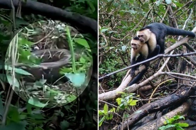 GANGUE DE MACACOS SURRA COBRA GIGANTENão são apenas humanos que estão em perigo com os macacos criminosos. Eles também protegem integrantes do próprio bando. Um grupo deles desceu o sarrafo em uma jiboia para salvar um membro do grupo