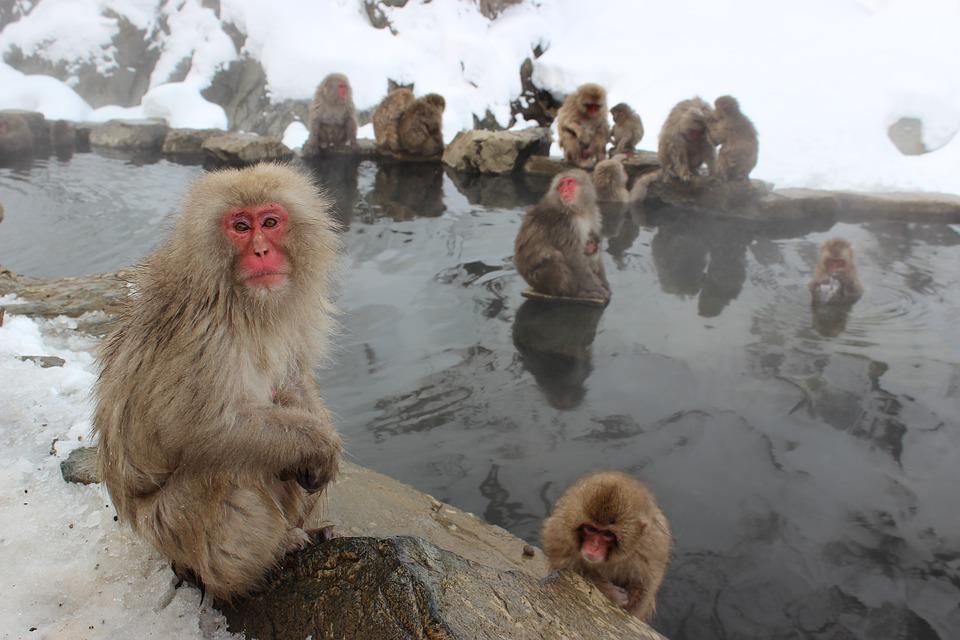 Cidade japonesa caça macaco selvagem após série de ataques