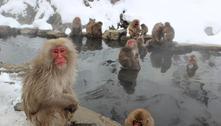 Ataques de macacos saem do controle no Japão e prefeitura cria grupo para caçá-los