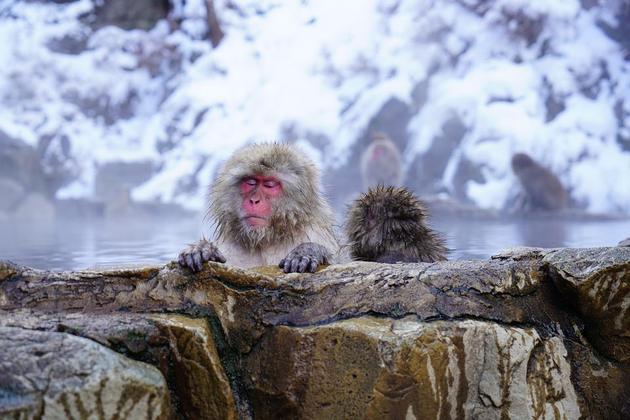 Macacos fofos se juntam para sair na foto em parque no Japão