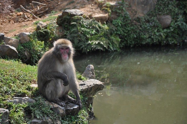 Vingança da natureza: macacos invadem mercado e espalham o caos para roubar  bananas - Hora 7 - R7 Hora 7