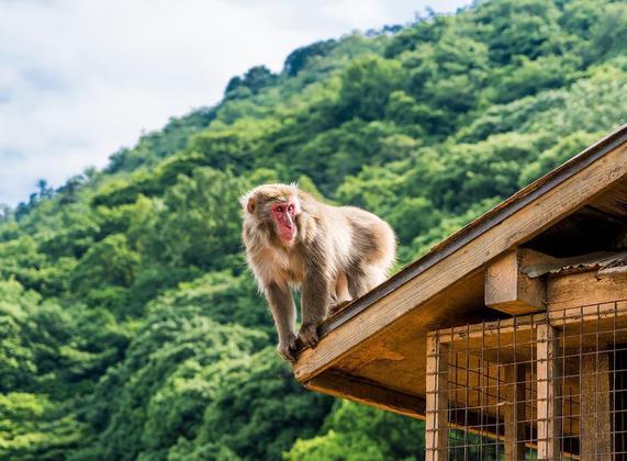 Policiais do Japão empreendem uma verdadeira caçada para tentar capturar um macaco selvagem, acusado de atacar pelo menos dez pessoas nos últimos 11 dias. Até o momento, não há pistas do animal, que já invadiu casas e escolas e feriu com alguma gravidade um bebê