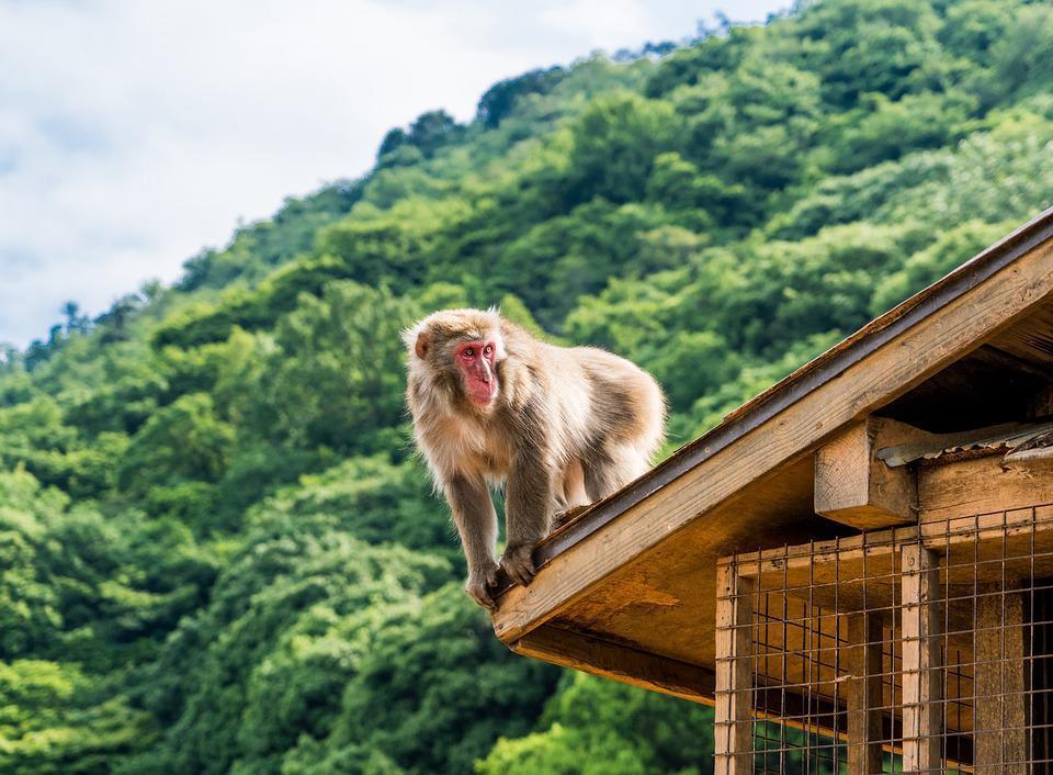 Cidade japonesa caça macaco selvagem após série de ataques