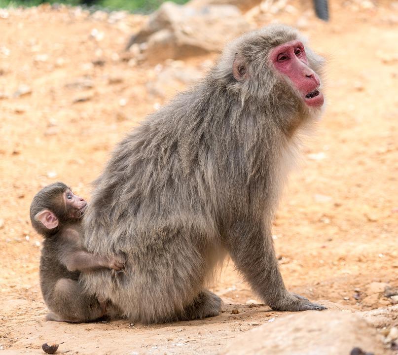 Cidade japonesa caça macaco selvagem após série de ataques