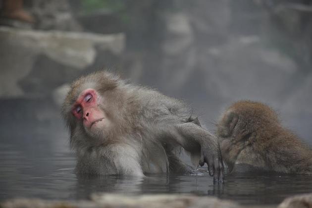 Cidade japonesa caça macaco selvagem após série de ataques