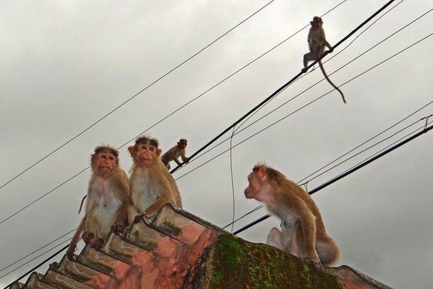 Um grupo de macacos sequestrou uma criança de quatro meses e a jogou do telhado de um prédio de três andares, na Índia