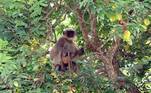 Além disso, os primatas aprendem atividades complexas, como o uso de armas e veículosNÃO PERCA: Gata foge de funcionários de aeroporto por três semanas até finalmente ser capturada
