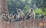 Segundo autoridades de conservação, a região de Uttar Pradesh é bastante conhecida pela presença de macacos, que atacam com frequência animais e criançasVALE SEU CLIQUE: 'Peixe do fim do mundo' gigante é pescado no Chile e deixa moradores apavorados
