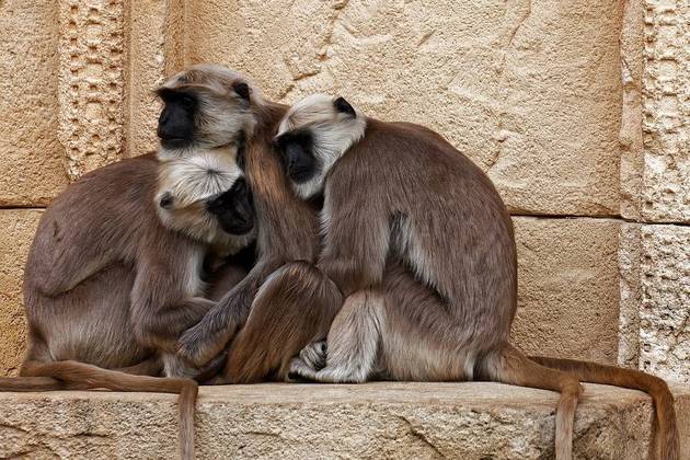 Segundo o jornal, antes de um dos dois conseguir pegar a criança novamente, um dos macacos agarrou o bebê pela mão e a jogou do telhado