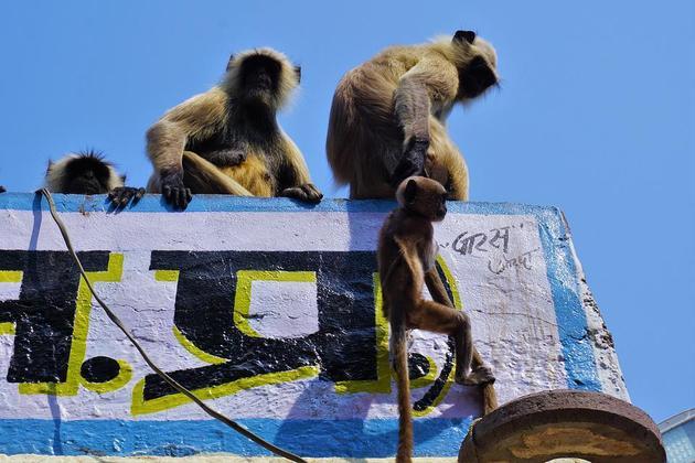 Incidentes do tipo não são tão incomuns na Índia e Tailândia, regiões com grandes populações de macacos que vivem em cidades e aldeias. A falta de comida no período de pandemia fez muitos deles se revoltarem e agir violentamente. Em meados de julho passado, um grupo de macacos 