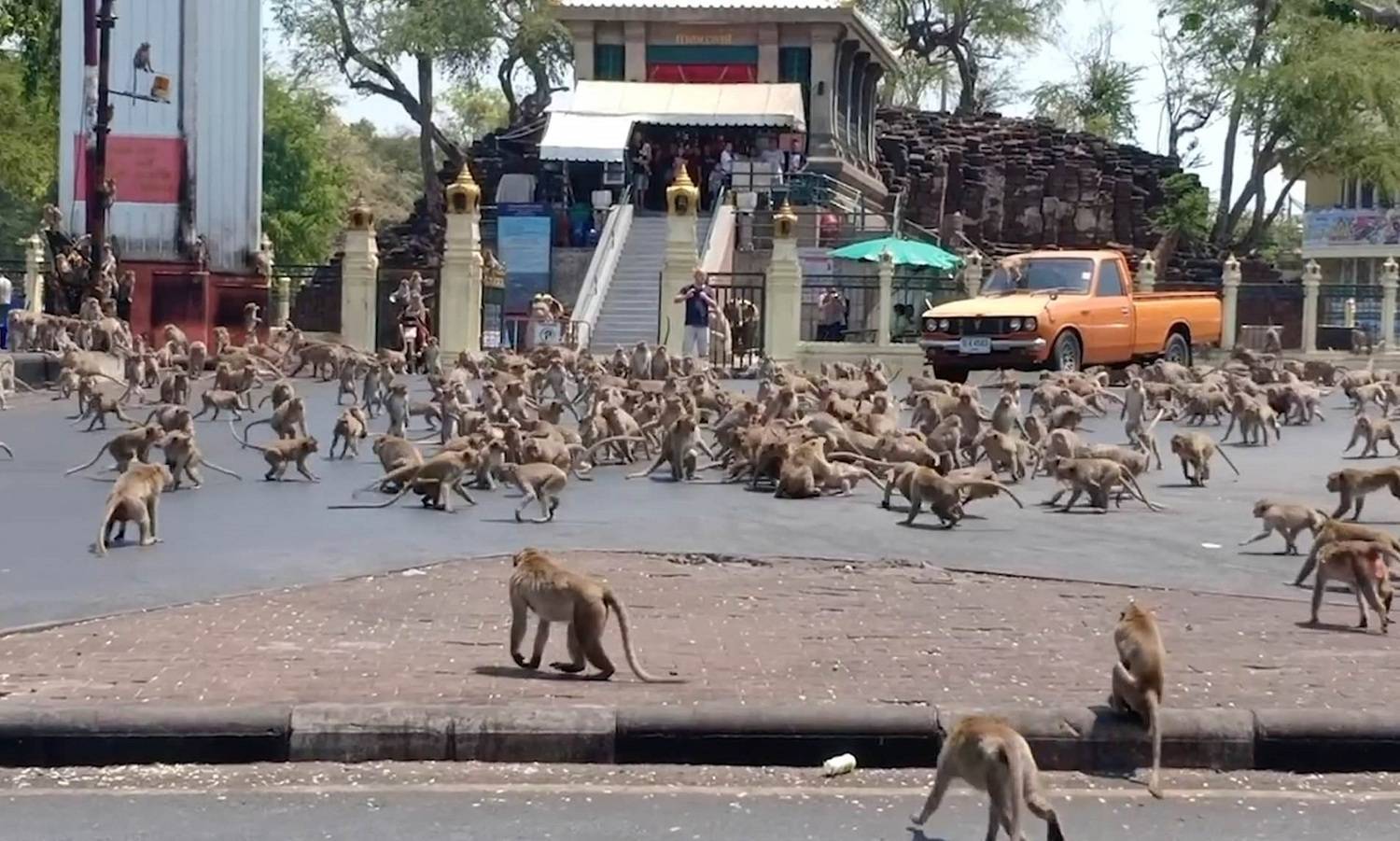 Macacos que comem, templo em tailândia.