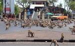 Macacos entram em confronto em santuário na Tailândia