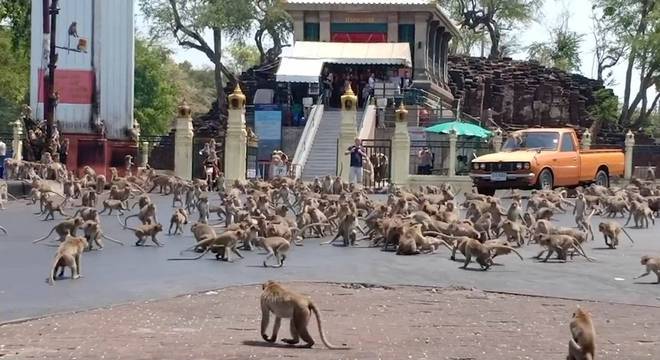 Macacos entraram em confronto em Lopburi, na Tailândia