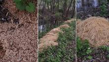 Macarronada indigesta: mais de 200 kg de massa são despejados na beira de rio nos EUA