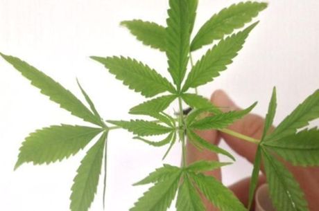 Justiça confirma proibição de manipulação de Cannabis por farmácias