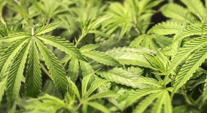 Anvisa apresentou propostas para que empresas possam cultivar maconha para fins medicinais