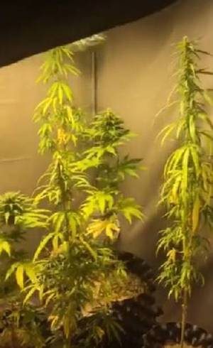 Pés de maconha dentro de estufa improvisada dentro da casa
