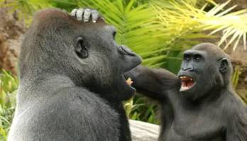 Macacos têm senso de humor, e brincadeiras viram vídeo científico (Macacos têm senso de humor e brincadeiras fofas viram vídeo científico)