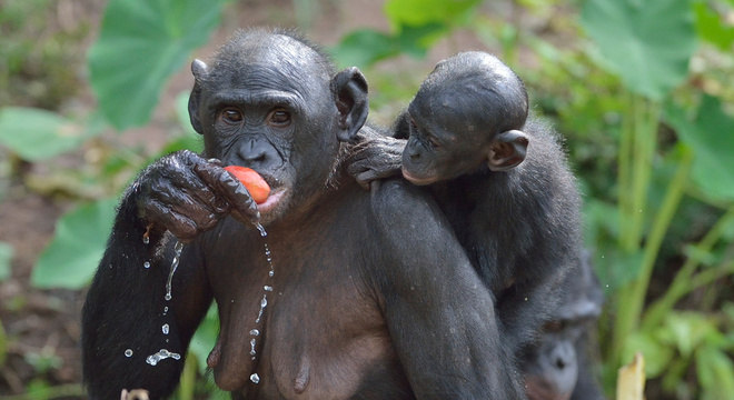 Ajudar os filhos a se reproduzir pode permitir uma continuação indireta dos genes maternos, dizem os pesquisadores