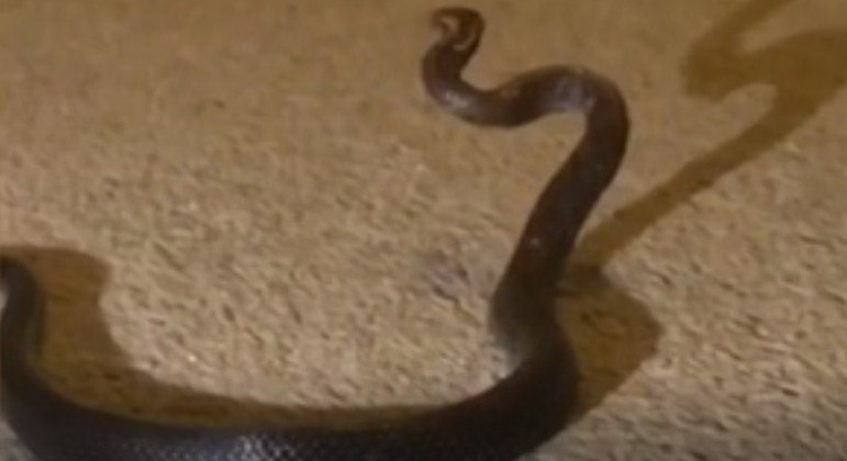 Especialista afirma que há métodos mais seguros para realocar uma cobra venenosa