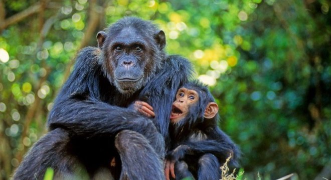 Demorou mais de um ano para Goodall chegar realmente perto de um chimpanzé