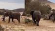 Mãe elefante carrega corpo de filhote que morreu durante seca na Namíbia (Reprodução / Corriere Della Sera )