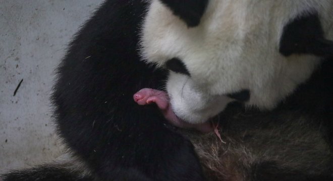 Mãe panda segura filhote bebê: próximos dias serão cruciais para recém-nascidos