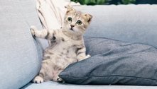 Futura mamãe acusa prima de 'egoísmo', por não trocar nome da gata de estimação