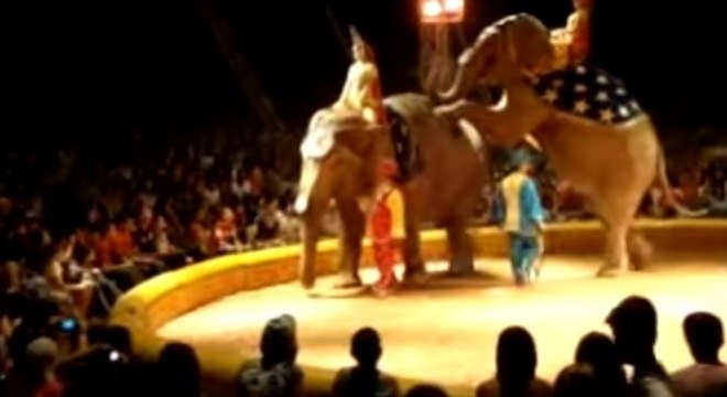 Maia e Guida passaram quatro décadas sofrendo maus-tratos em circos brasileiros 