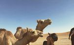 A lista de atividades de Maiara e Fernando Zor em Dubai teve de tudo um pouco: parque de diversão, passeio de barco, café com ouro e comidas típicas. No dia 5 de fevereiro, eles andaram de buggy pelo deserto. Maiara gravou vídeos do passeio, mostrando Fernando ao volante do veículo. Ao fundo dos vídeos, uma trilha sonora de rock