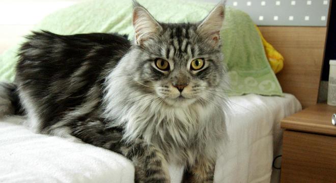 Maine Coon - características e curiosidades sobre a raça de gato gigante