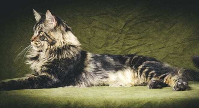 Maine Coon - características e curiosidades sobre a raça de gato gigante