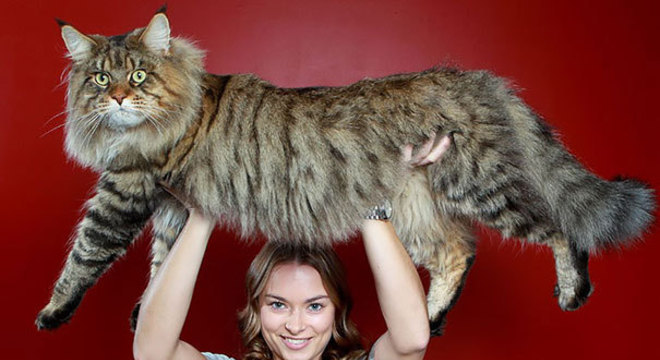 Maine Coon - características e curiosidades sobre a raça de gato gigante