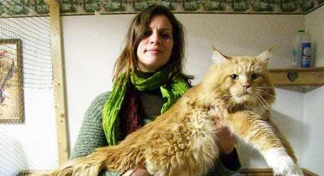 Maine Coon - características e curiosidades sobre a raça de gato gigante