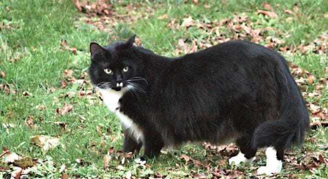 Maine Coon - características e curiosidades sobre a raça de gato gigante