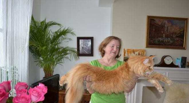 Maine Coon - características e curiosidades sobre a raça de gato gigante