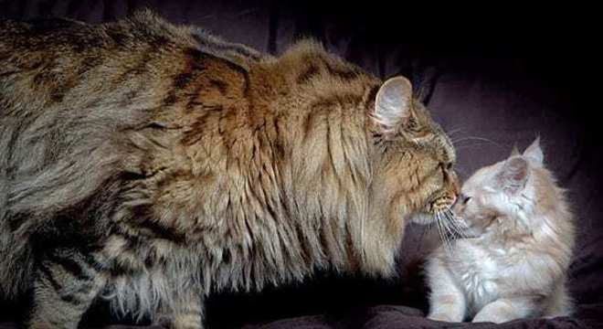 Maine Coon - características e curiosidades sobre a raça de gato gigante