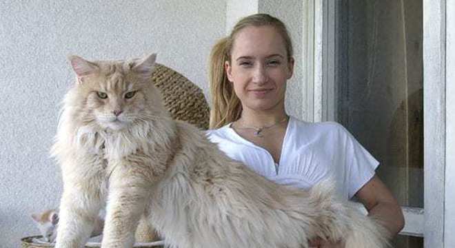 Maine Coon - características e curiosidades sobre a raça de gato gigante