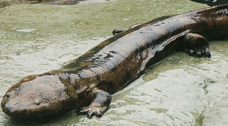 Maior anfíbio: Salamandra gigante da China - Pode ultrapassar 2 metros de comprimento e pesar 25 kg. Vive no Japão e na China em cursos d'água e lagos montanhosos. 
