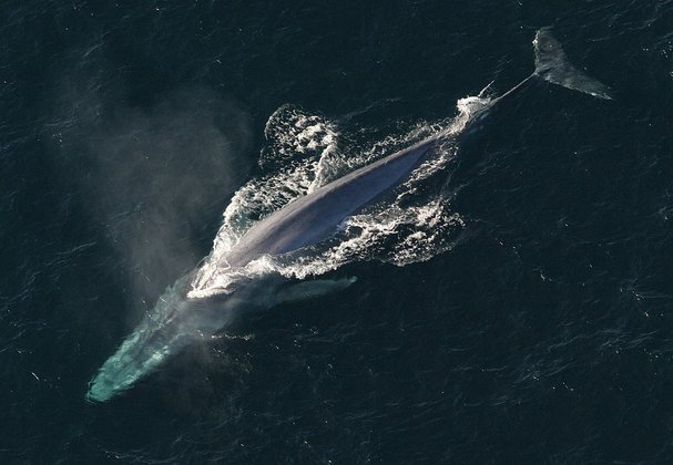 Maior animal do mundo: Baleia-azul - Este mamífero marinho atinge impressionantes 30 metros de comprimento e pode pesar mais de 160 toneladas.
