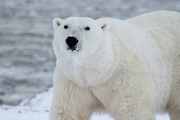 Maior animal terrestre (carnívoro): Urso Polar - O macho pesa até 800 kg e mede 2,50 metros, na posição ereta. Já a fêmea mede até 2 metros e pesa até 300 kg. Para suportar as águas geladas e ter controle corporal, possui uma camada espessa de gordura e pelo. Embora seja pesado, consegue nadar a 10 km/h. 