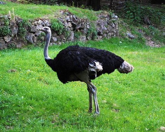 Maior ave: Avestruz -  Ave mais alta e mais pesada do planeta. As fêmeas podem alcançar 2 metros  e pesar mais de 90 kg, enquanto os machos chegam a 2,70 metros e quase 130 kg.